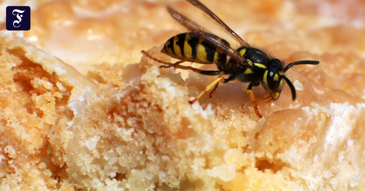 It works! This is how you drive wasps off the table