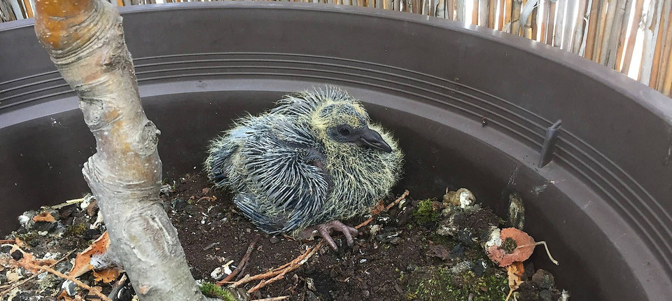 Tauben Bruten Auf Dem Balkon Unseres Autors