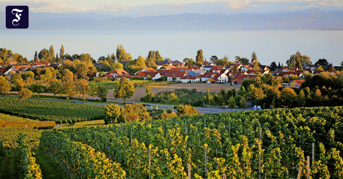 Hundert Jahre Müller-Thurgau: Den Schmugglern sei auf ewig Dank