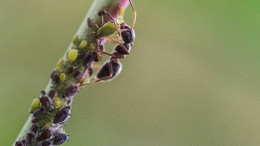 Wenn Blattläuse bald offensiv als Biowaffen eingesetzt werden, helfen vielleicht nur noch Ameisen.