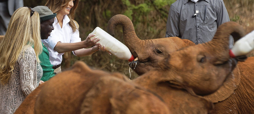 Der Babyelefant hat Durst – und Melania Trump Milch 