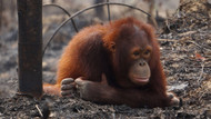 Heimatlos: Orang-Utan auf von Feuern zerstörter Waldfläche in Borneo