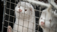 Nerze in einer dänischen Pelztierfarm Nerze in einer dänischen Pelztierfarm