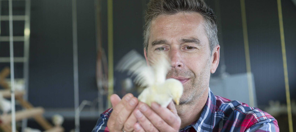 Get Zitat glueckliche huehner For Free Zitat Glueckliche Huehner