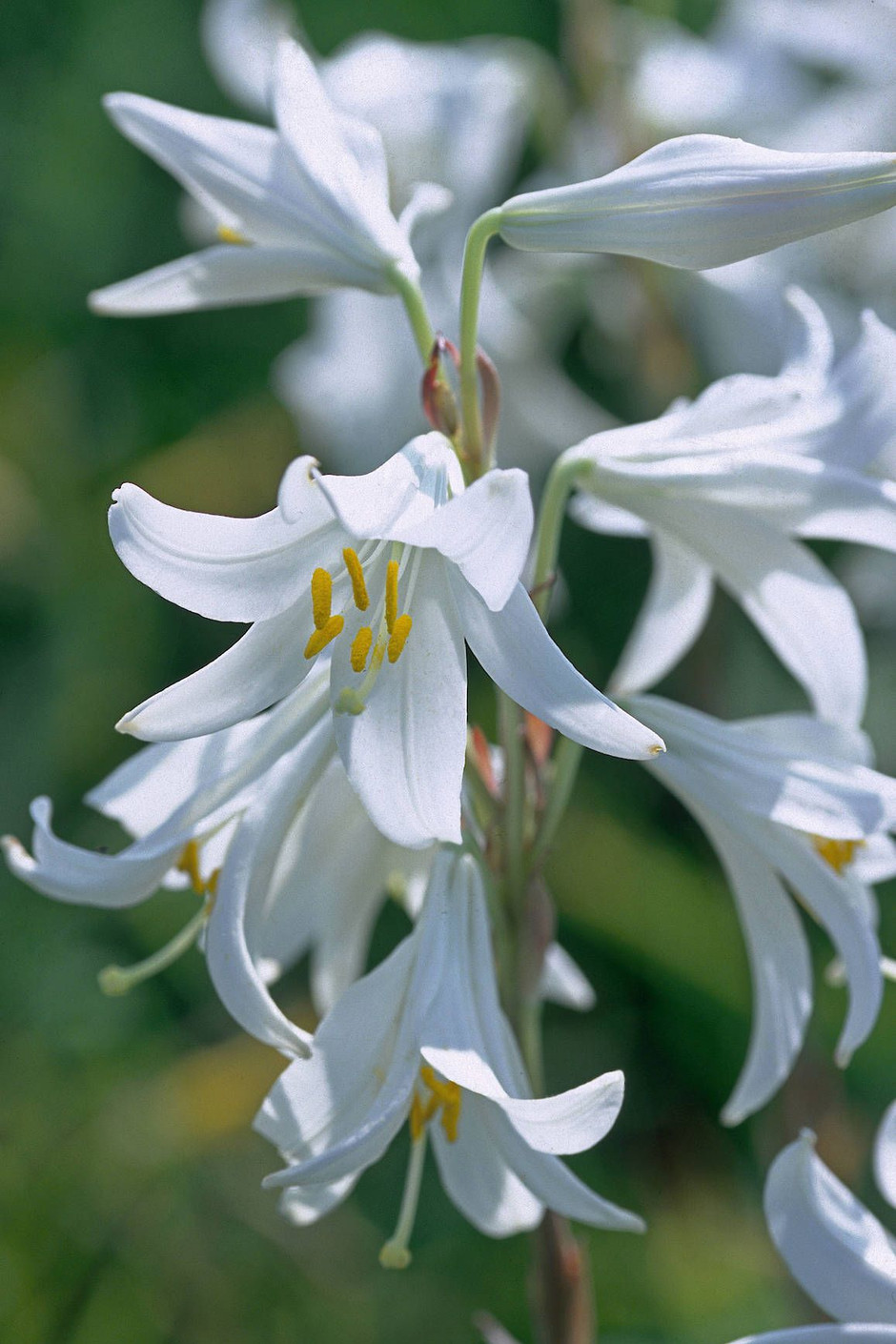 Bilderstrecke zu Alte Schönheiten Wie Tränendes Herz und Brennende