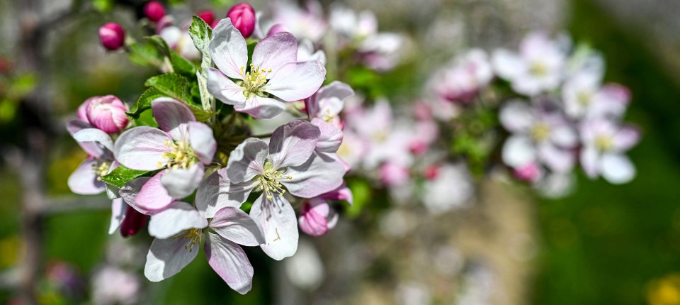 Obstbäume auch für kleine Gärten und Terrassen