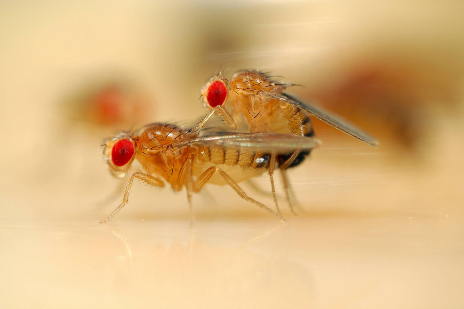 https www faz net aktuell stil mode design so ist die ausstellung l exhibitioniste von louboutin 16952088 html 2020 10 05t08 06 22z hourly 0 8 https media1 faz net ppmedia aktuell 3466204000 1 6952093 default die ausstellung zu seinem werk jpg die