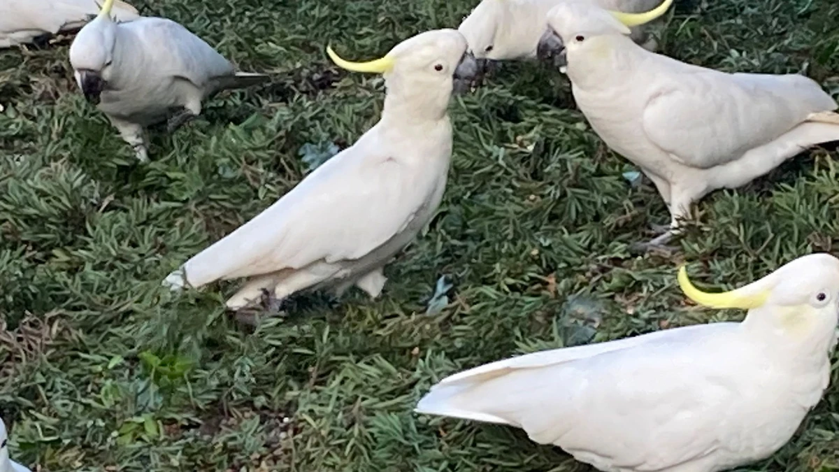 Sydney-Opera-House-an-exotic-start-to-discovery