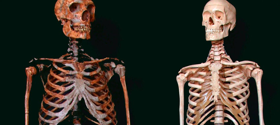 Vergleich Neandertaler Und Moderner Mensch