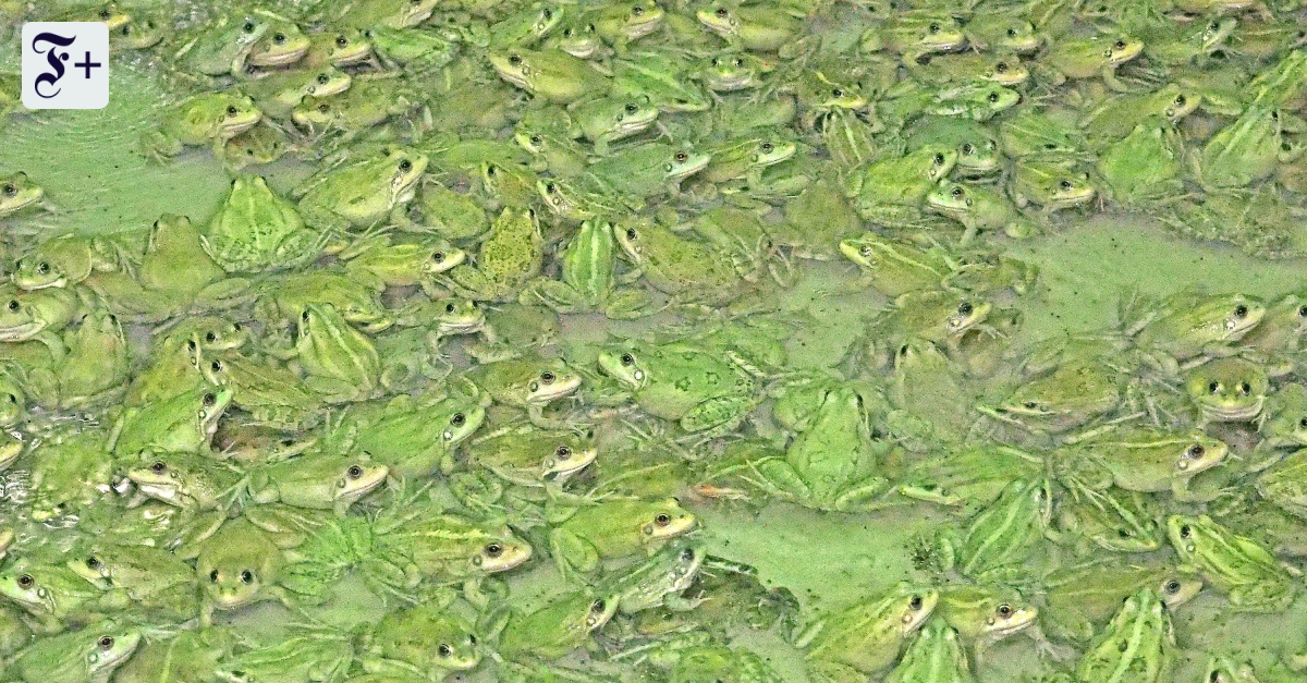 Froschschenkel in Frankreich: Traditionsgericht mit Umweltproblem