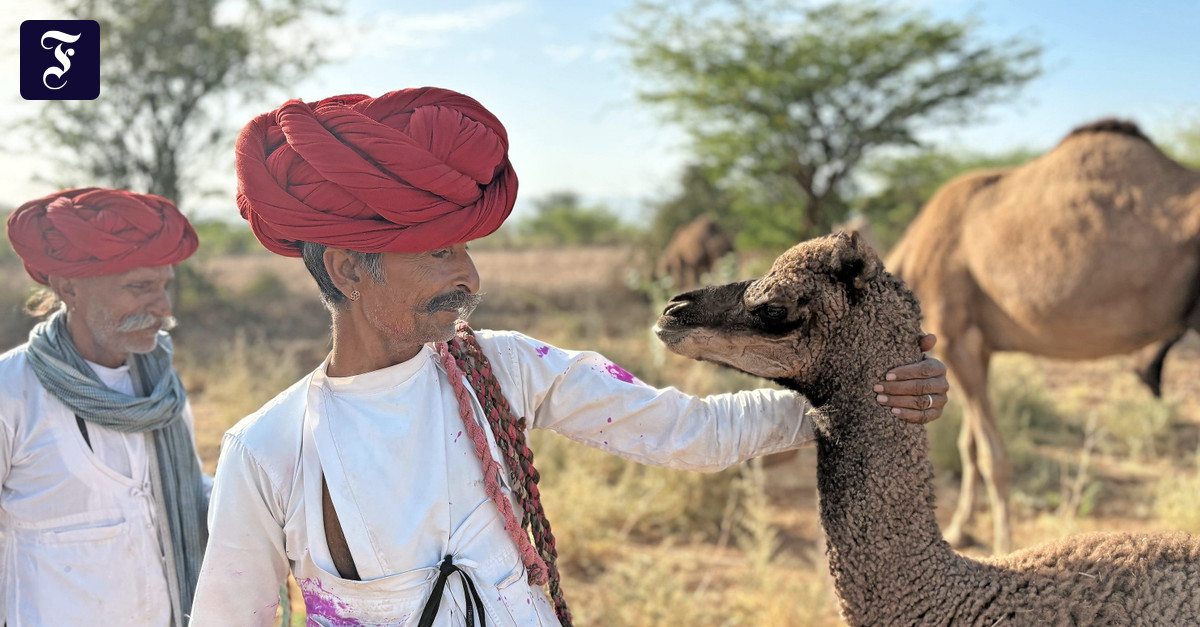 インドのラクダとその羊飼いはプレッシャーにさらされています