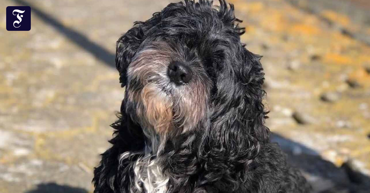 犬、12日後に島で発見