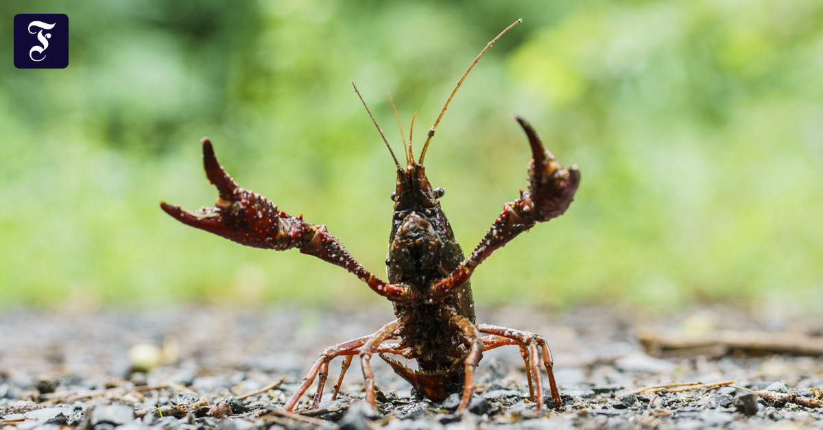 Invasive Krebsart aus Amerika verbreitet Krebspest in Südhessen