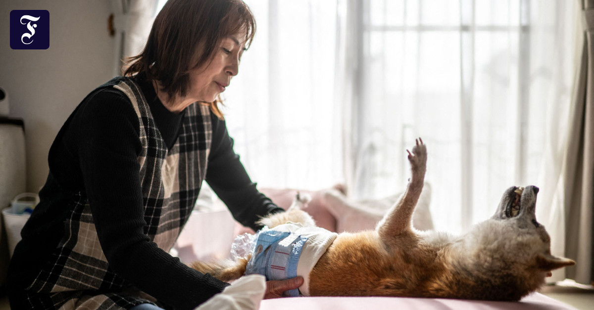 ミームとして有名になった：ドージコインの犬「かぼす」が死んだ