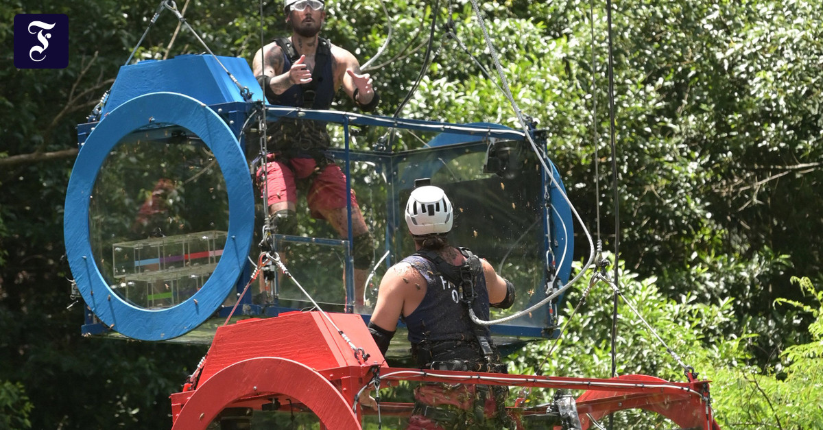 Dschungelcamp-2024-H-lle-H-lle-H-lle-