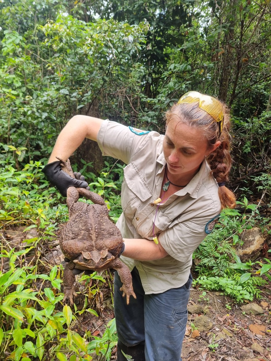 Bild zu: Gigantische Kröte in Australien entdeckt: So schwer wie ein ...
