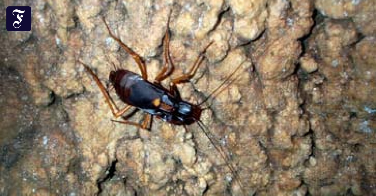 Riesen Kakerlake Invasion In Spanien Was Urlauber Wissen Müssen Um Sich Zu Schützen - aqws2ul