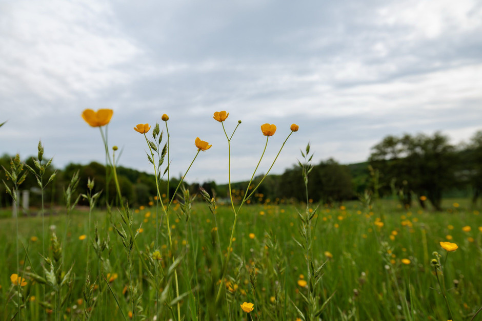Gewitter und Starkregen drohen in vielen Regionen Deutschlands