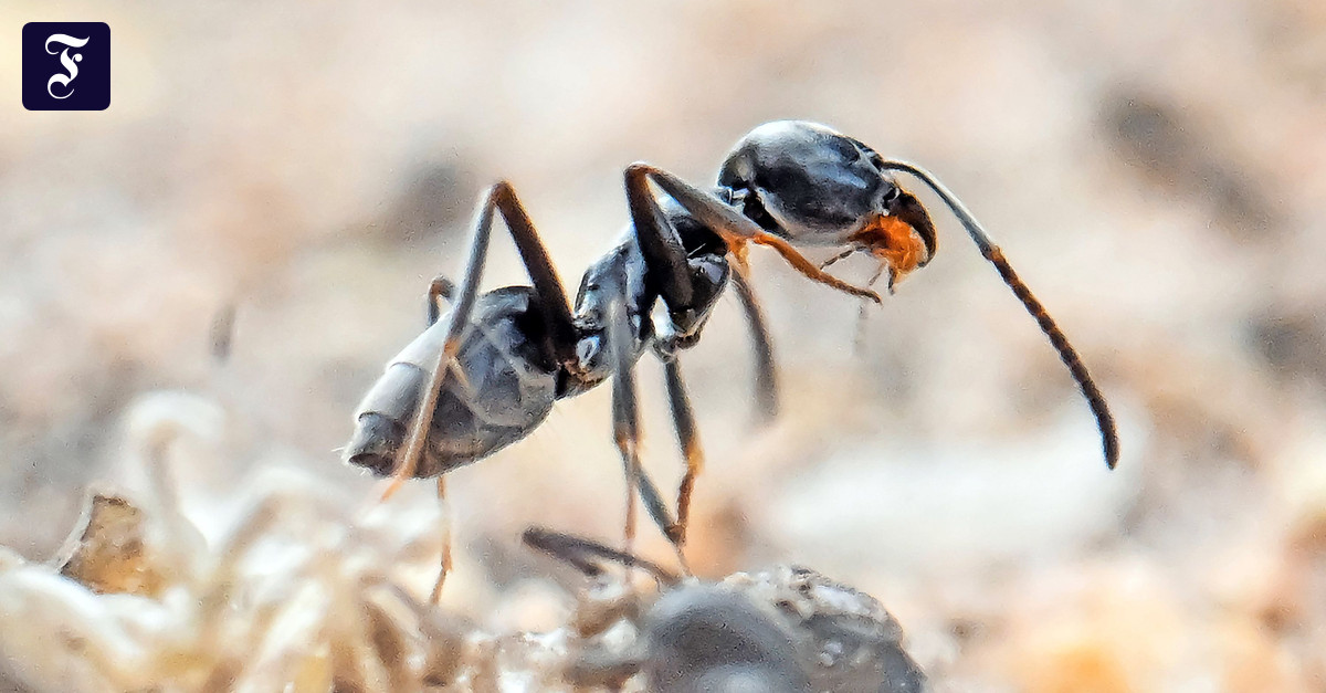 Massive Schäden: Invasion der Mega-Ameisen