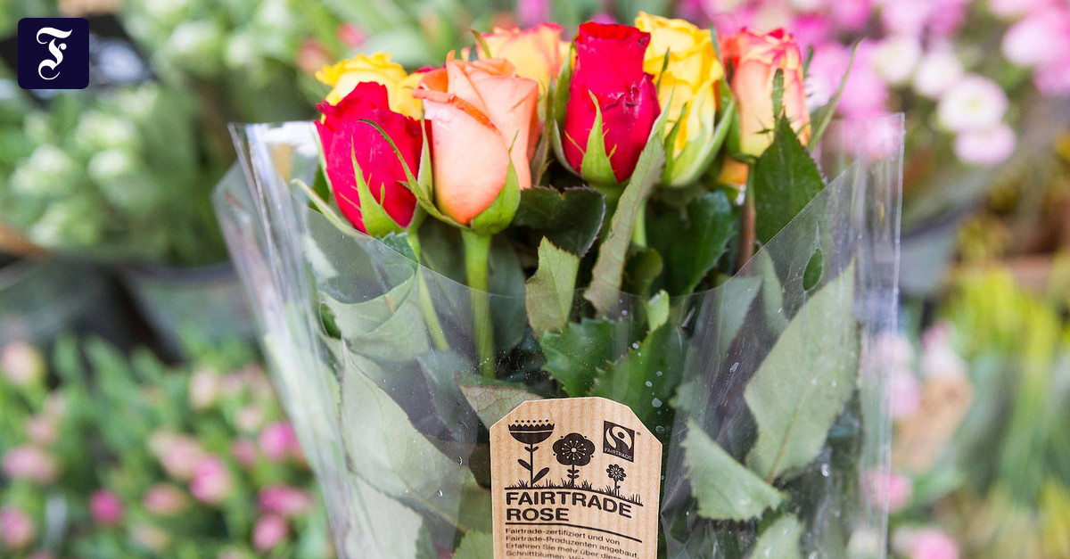 FairtradeRosen von Omniflora werden oft im Supermarkt verkauft