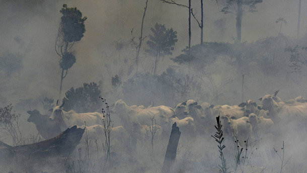 Bolsonaro verbietet Brandrodungen und verlängert Militäreinsatz