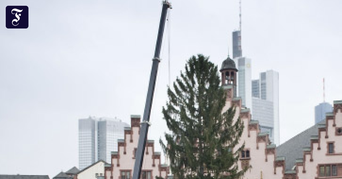 Weihnachtsbaum Um die Hüfte etwas dünn