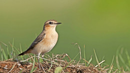 Ein Nistplatz für den Steinschmätzer