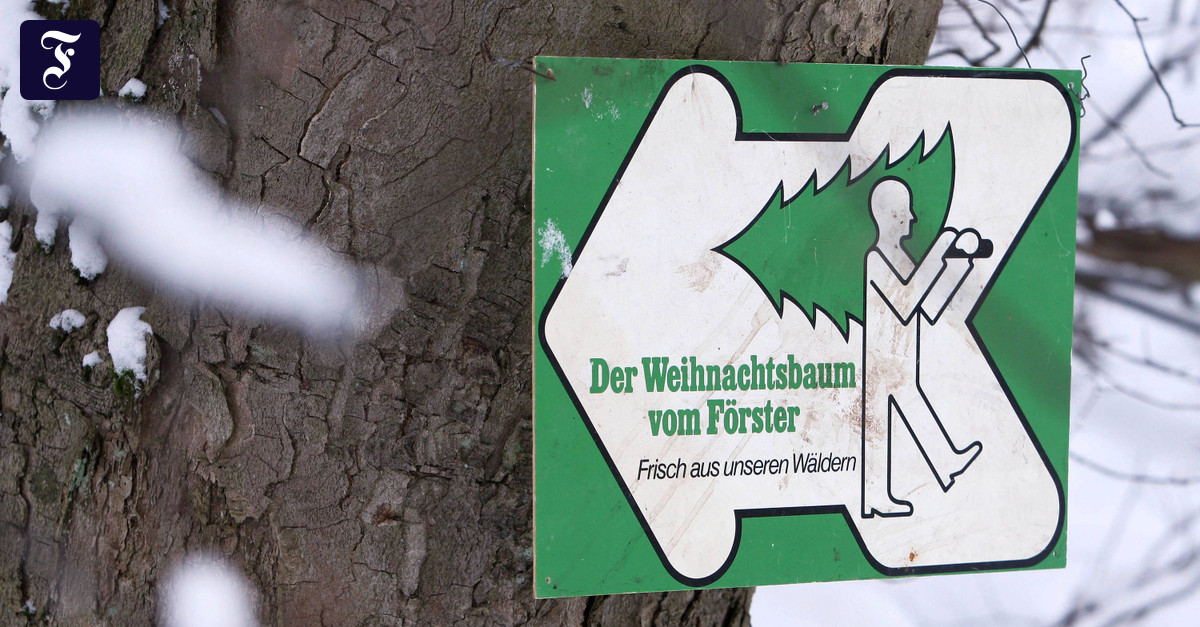 Weihnachtsbäume selber schlagen in Rhein-Main