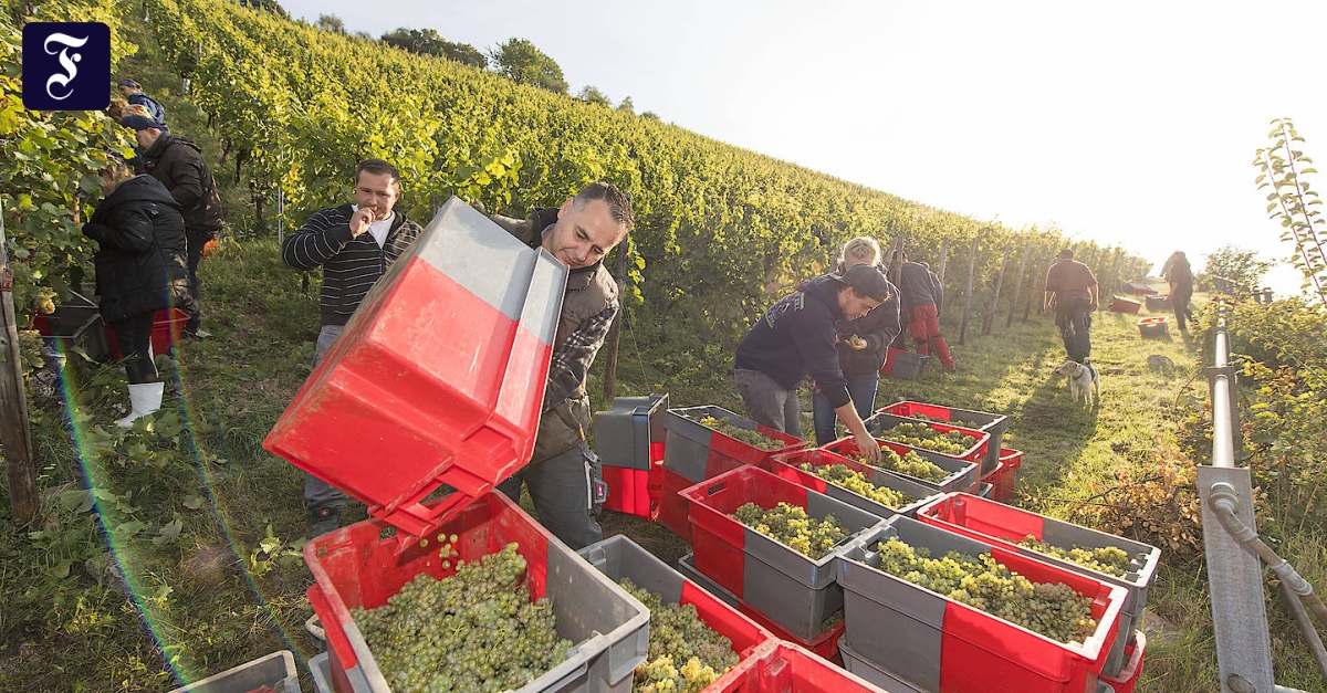 Bei der Weinernte gibt es jetzt kein Halten mehr