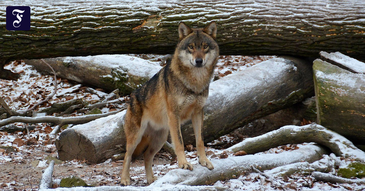 Unter die Räder gekommen: Wildpark-Wolf Darius ist tot