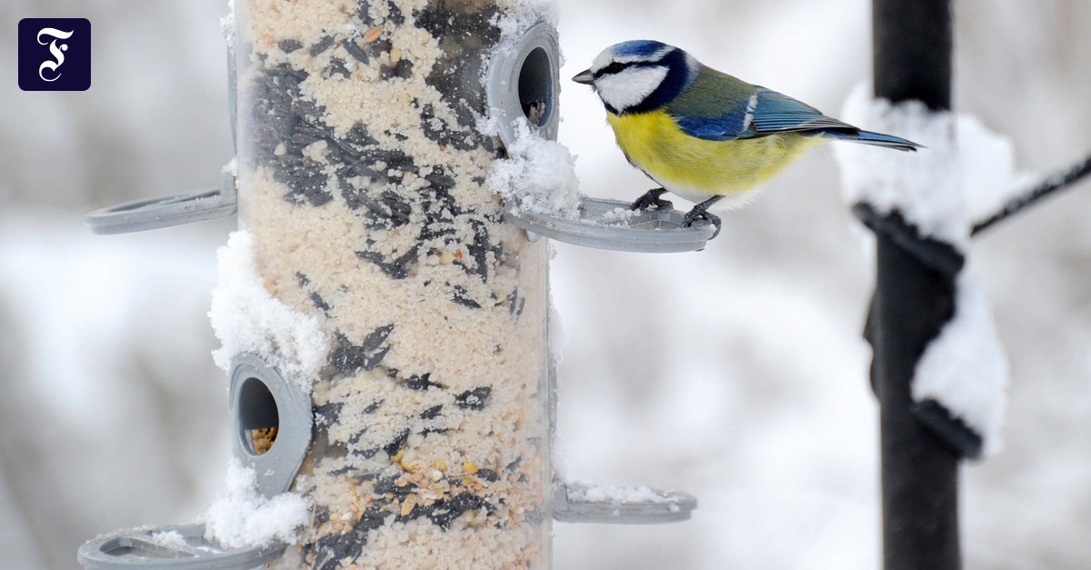 Blaue, Transparente Vogelfutterstation Mit Saugnäpfen – Bruchsicher, Für Große Vögel Wie Kardinale, Einfach Zu Reinigen