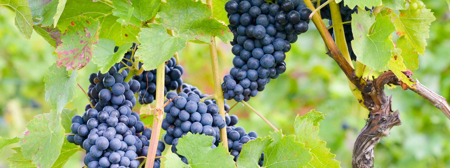 Stuart Pigott Uber Sortenreinen Traubensaft Fur Kenner