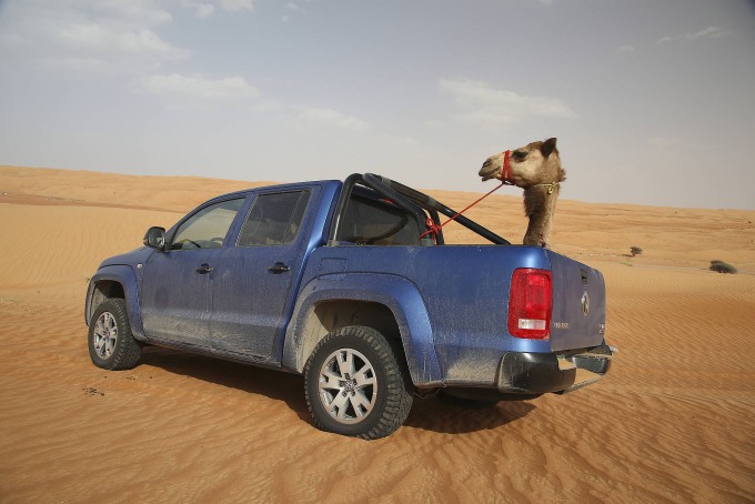 Dromedary on board: The Amarok does not care what he has to load, he swallows what fits on his truck bed. 