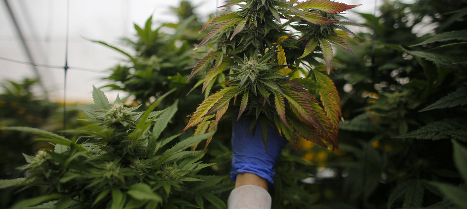 Erste Deutsche Cannabis Ernte Wohl 2020