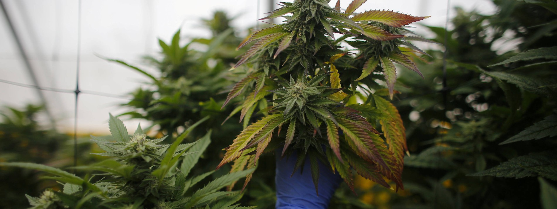 Erste Deutsche Cannabis Ernte Wohl 2020