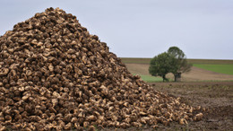 England will Anbau genetisch veränderter Pflanzen erleichtern