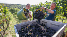 Durchschnittliche Erträge bei Weinlese im „Turbo-Herbst“