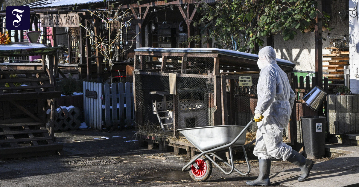 Suspicion not confirmed: No further outbreak of foot-and-mouth disease | ...