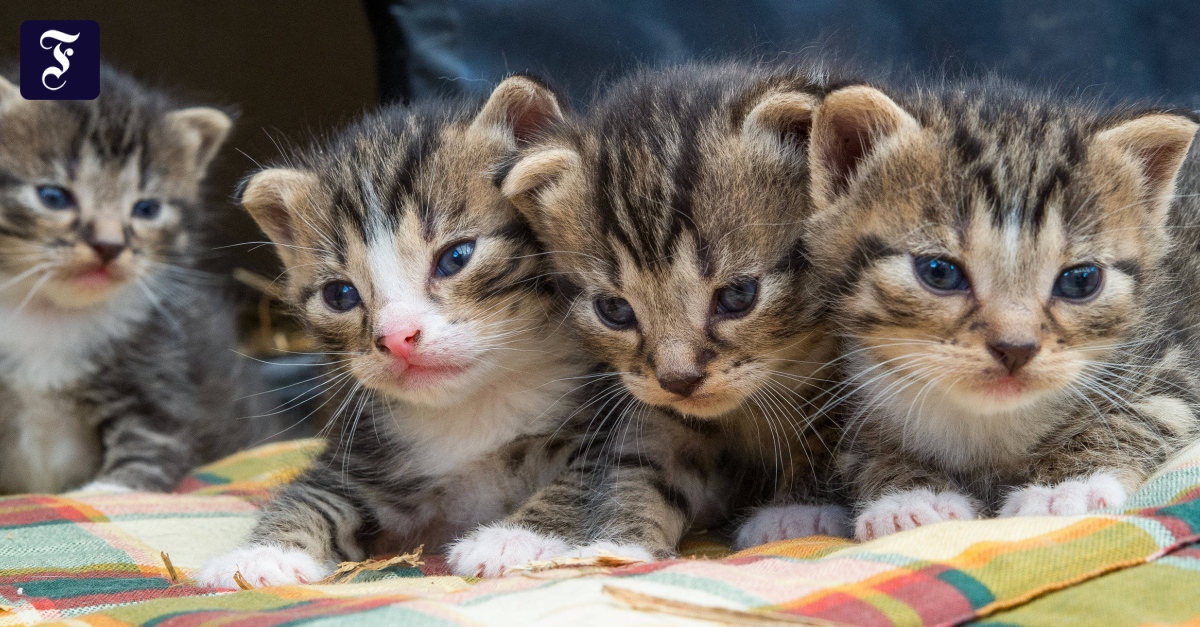 Katzenbabys erkennen das „Miau“ der Mutter