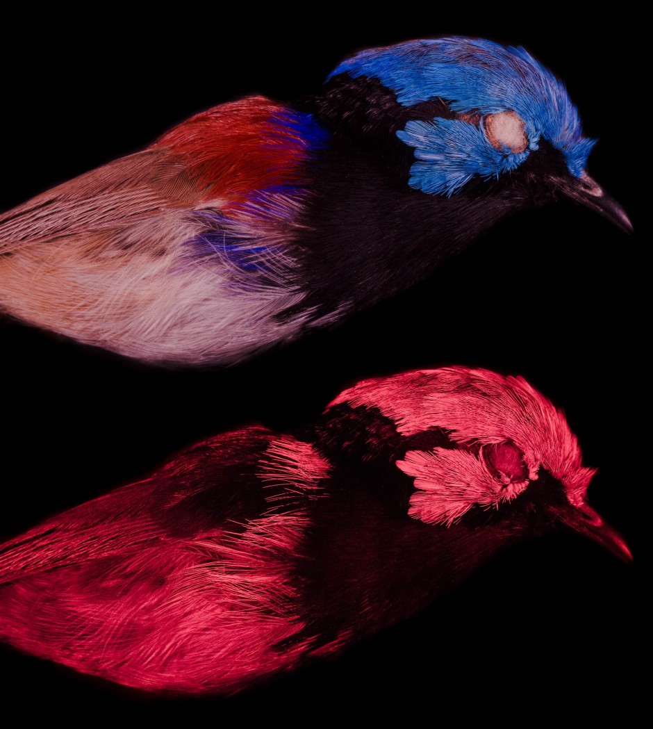 Malurus amabilis unter UVLicht