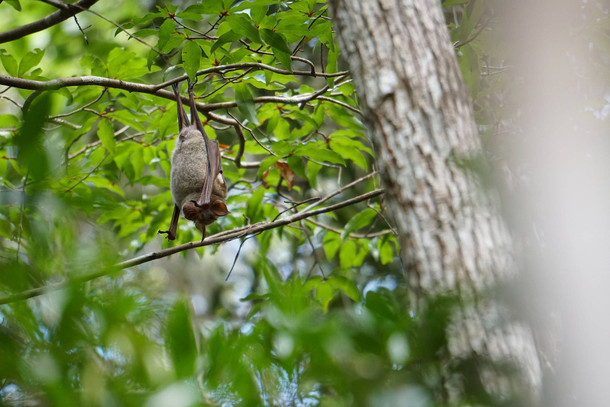 Bilderstrecke zu: Tropische Fledermäuse schützen sich mit einen Torpor