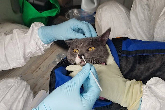 Bilderstrecke zu: Kann das Corona-Virus wieder auf Wildtiere ...