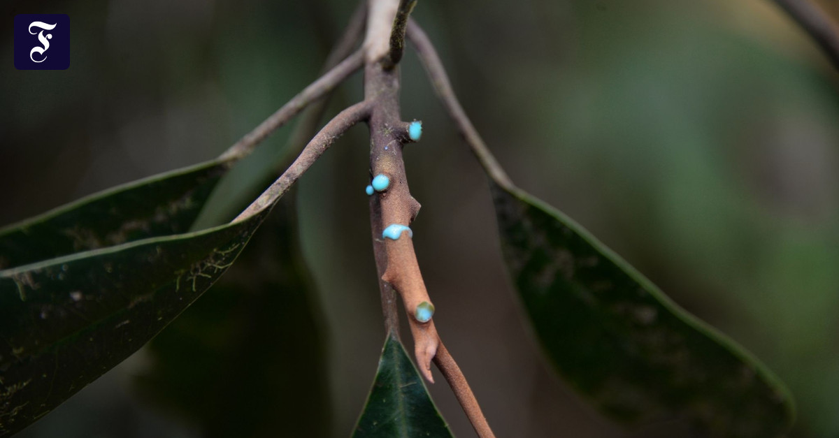 ニューカレドニア産のニッケルの木 Pycnandra acuminata