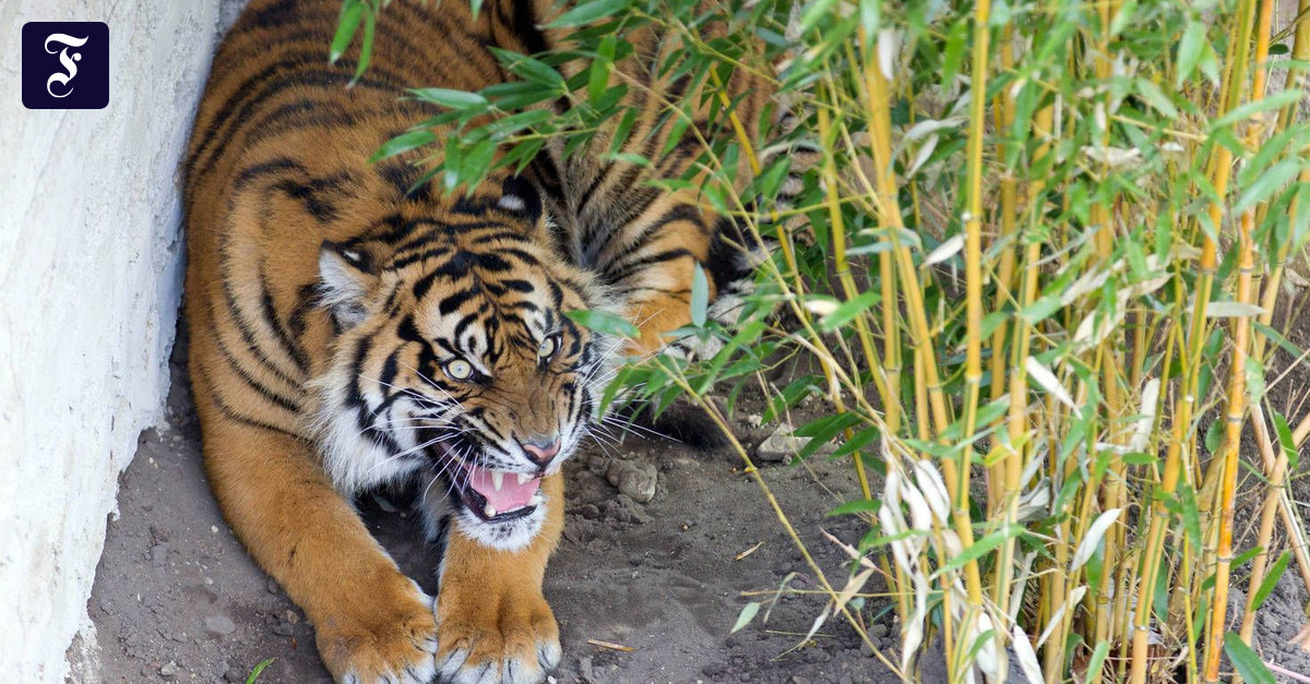 Tierethik: Ist der Veganismus moralisch?