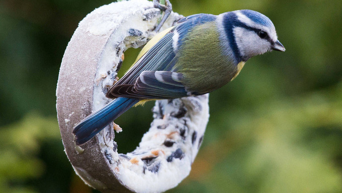 Hochkonjunktur Bei Vogeln Sie Bruten Und Ziehen Ihre Jungen Auf