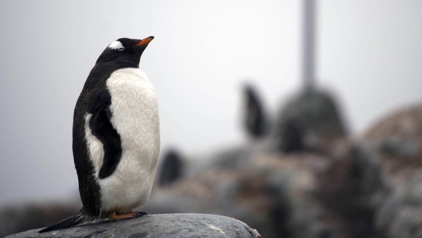 Klimawandel: Krill-Mangel bedroht Tiere in der Antarktis - Wissen - FAZ