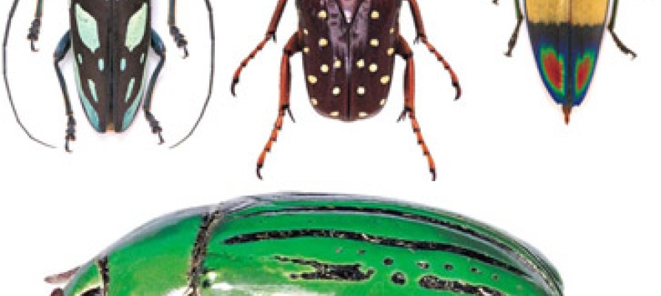 Insekten: Wer zählt die Käfer, nennt die Namen ... - Natur - FAZ