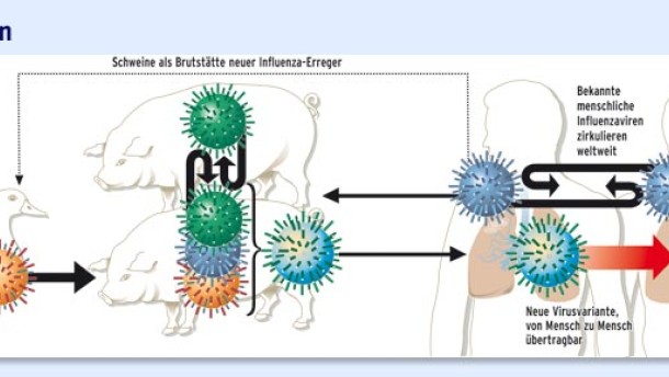 H1N1-Virus: Und ewig grüßt die Schweinegrippe - Leben & Gene - FAZ