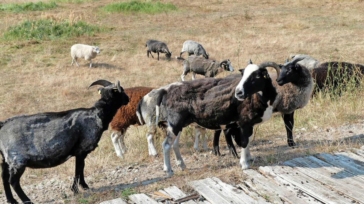 Bei der SG Dynamo Schwerin 2203 grasen nun die Tiere. - Stefan Herbert