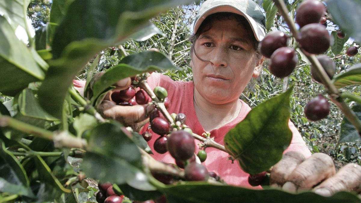 Beliebtes Genussmittel: „Der Klimawandel macht den Kaffeeanbau riskanter“ Beliebtes Genussmittel: „Der Klimawandel macht den Kaffeeanbau riskanter“
